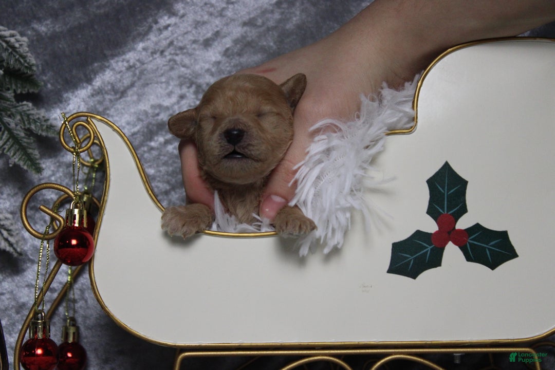 Toy Poodle dogs for sale: Garnet  - Ad 2