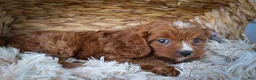 Cavapoo dogs for sale: Kristina   - Ad 7