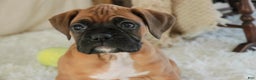 Boxer dogs for sale: Fred - Ad 6