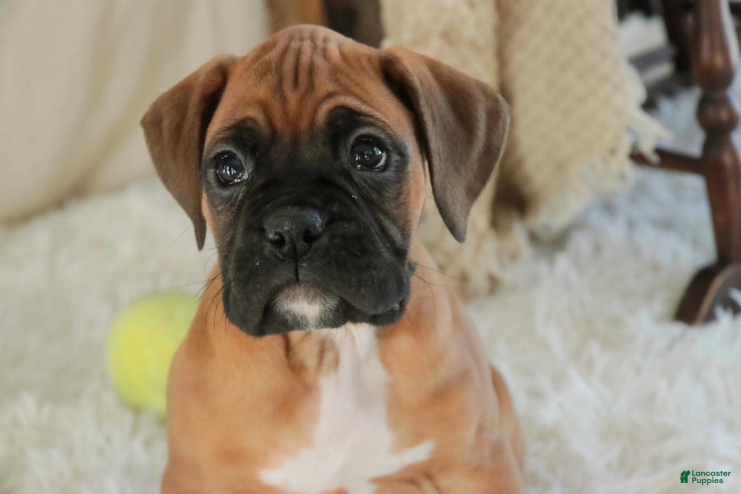 Boxer dogs for sale: Fred - Ad 6