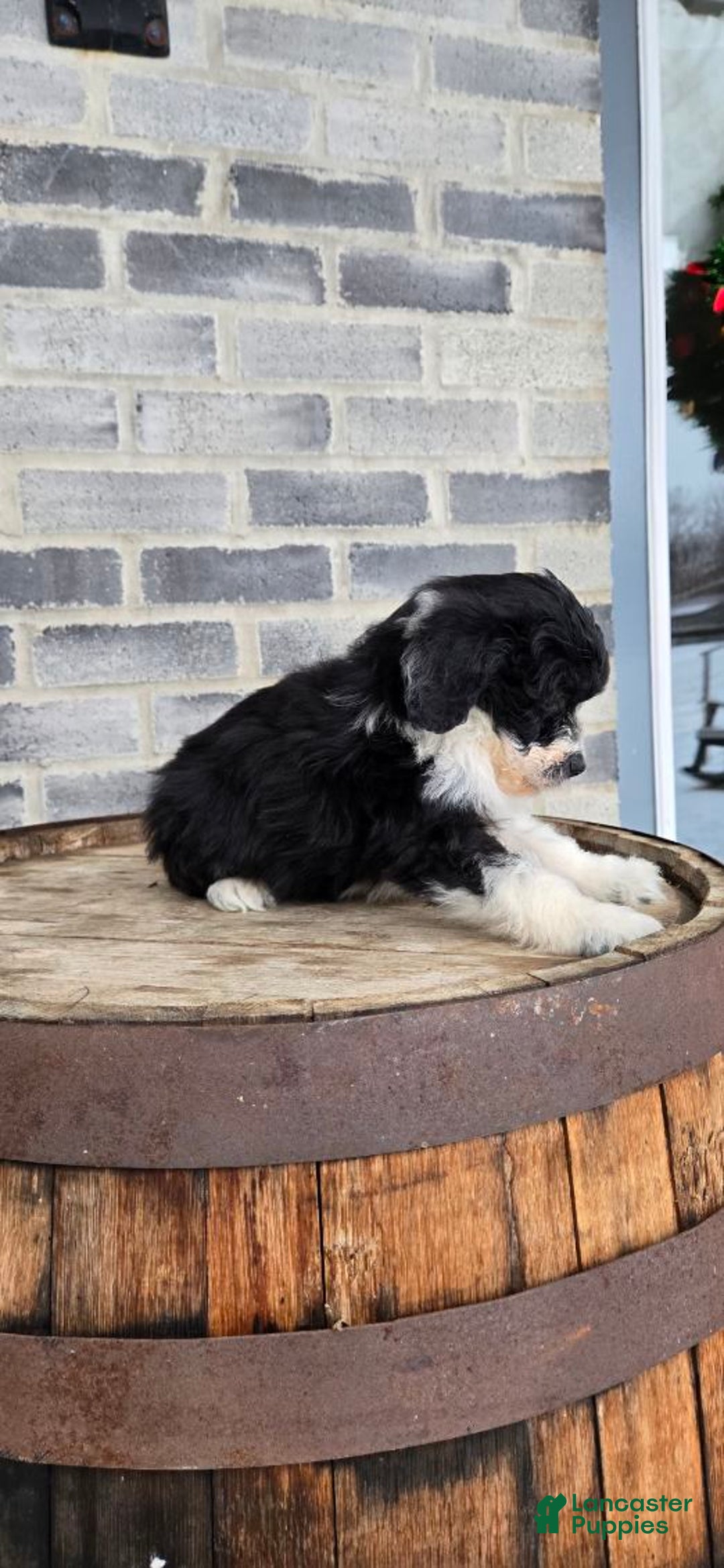 Mini Aussiedoodle dogs for sale: Sailor – Male - Ad 10