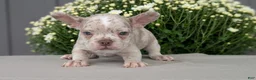 Frenchton dogs for sale: Stella - Ad 4