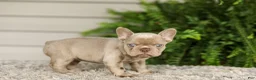 French Bulldog dogs for sale: Anne - Isabella - Ad 9