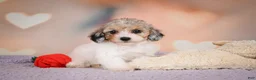 Maltipoo dogs for sale: Mabel - Ad 7