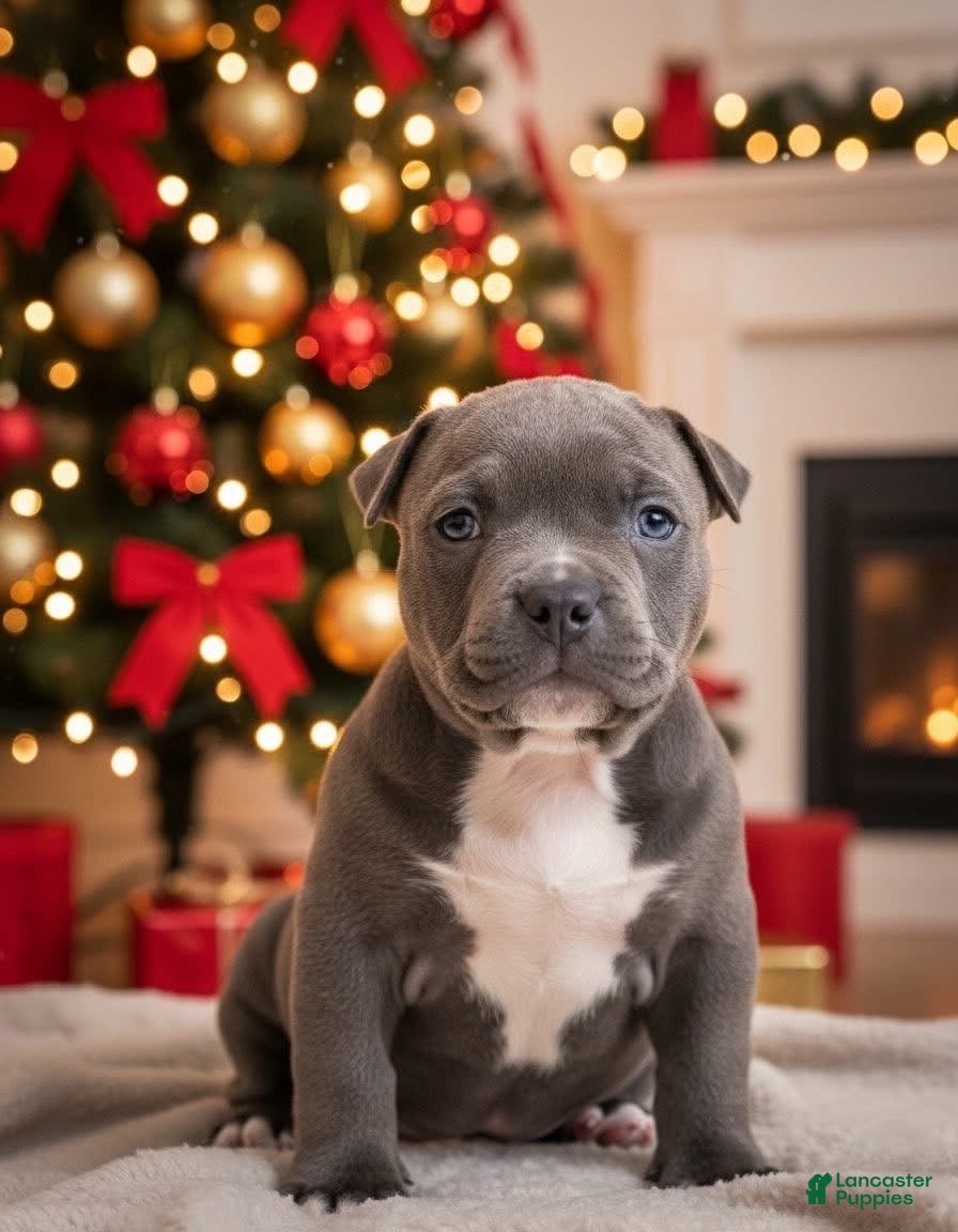 American Bully dogs Baby girl  - Ad 1