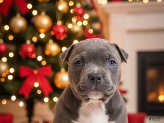American Bully dogs Baby girl - Ad 1