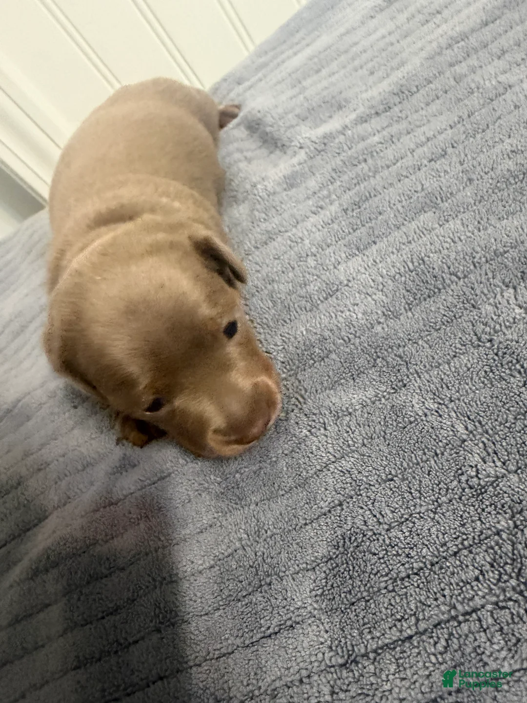 Miniature Dachshund dogs for sale: Miniature Dachshund 1 - Ad 2
