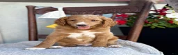 Goldendoodle dogs for sale: Chaser - Ad 3
