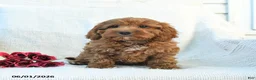 Cockapoo dogs for sale: Joey - Ad 2