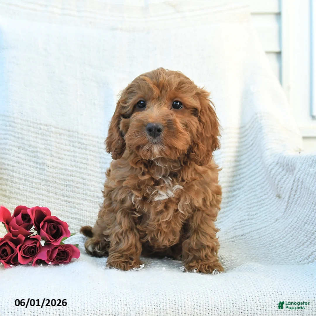 Cockapoo dogs for sale: Joey - Ad 2