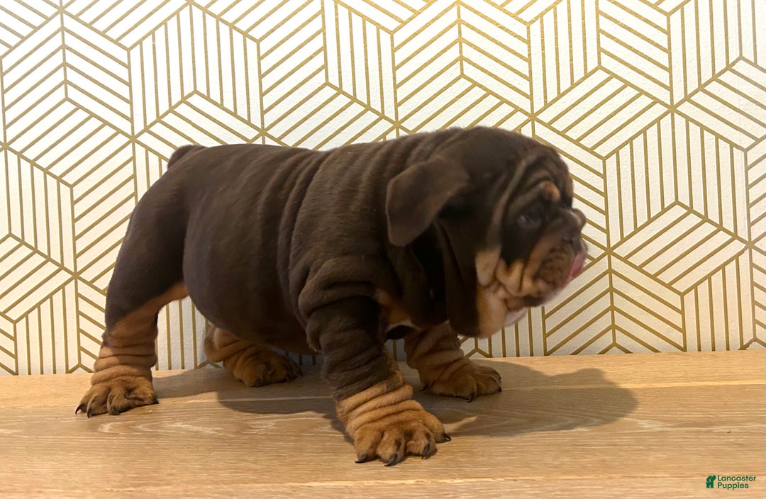 English Bulldog dogs for sale: Lily - Ad 6