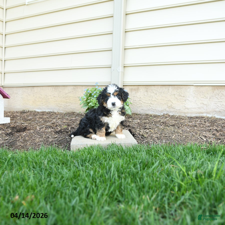 Bernedoodle dogs Apollo - Ad 1