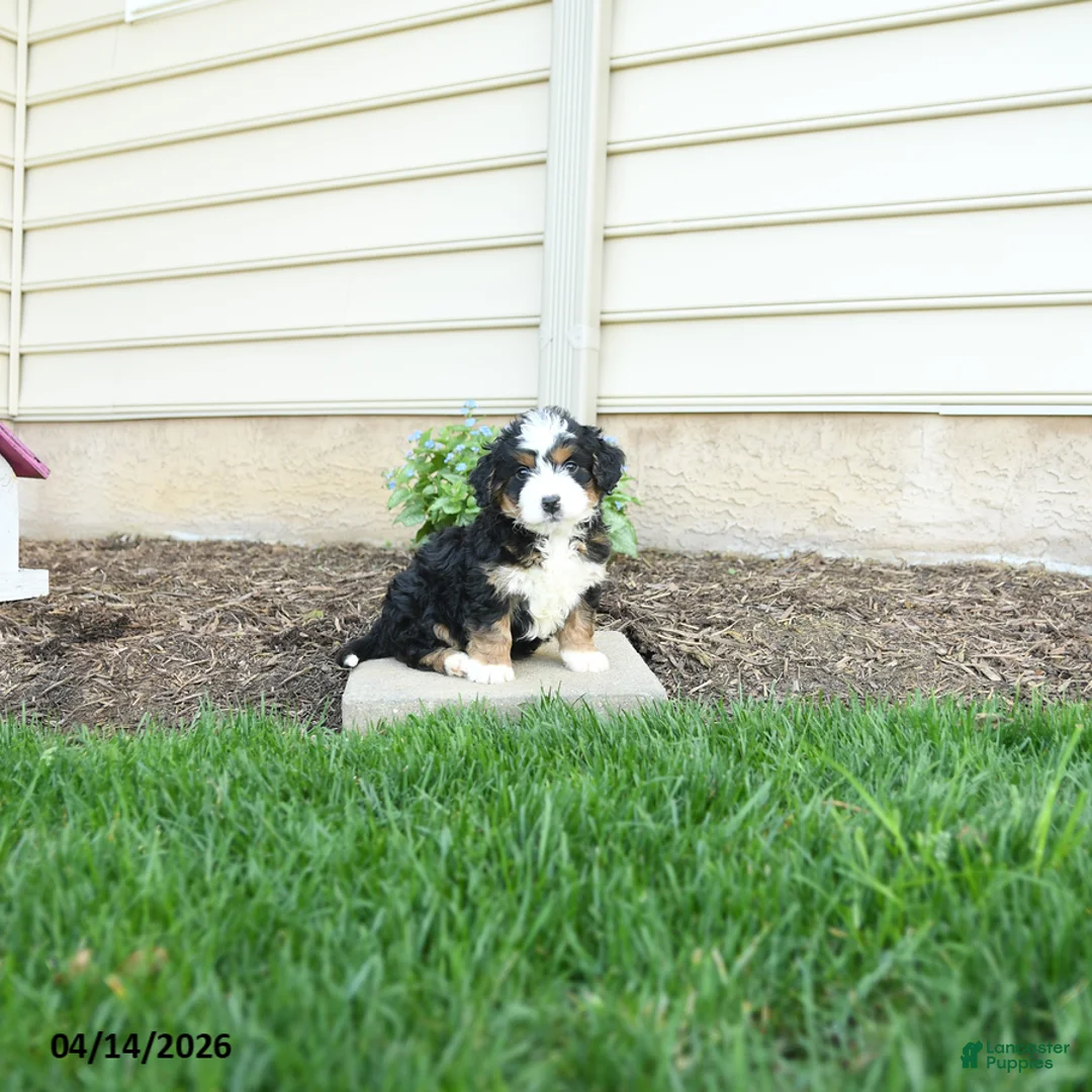 Bernedoodle dogs for sale: Apollo - Ad 1