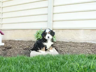 Bernedoodle dogs for sale: Apollo - Ad 2