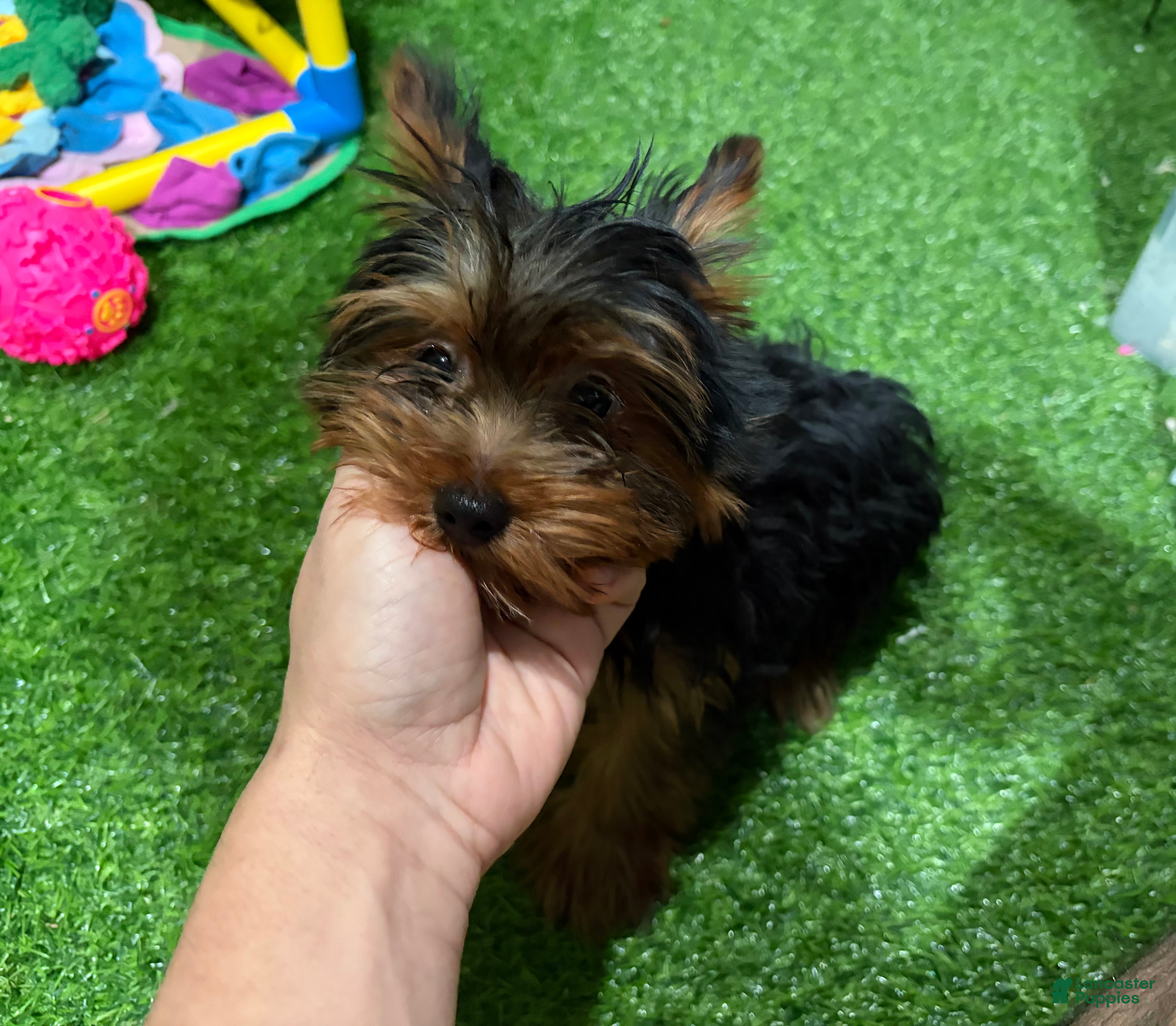 Yorkshire Terrier dogs DD - Ad 8