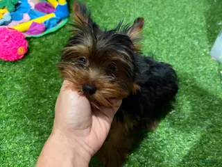 Yorkshire Terrier dogs DD - Ad 8