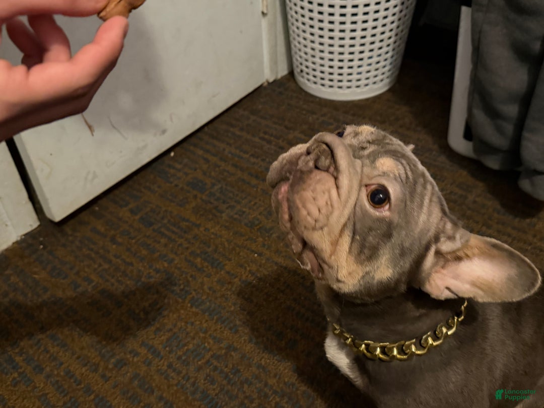 French Bulldog dogs for sale: French Bulldog Puppy 2 - Ad 5