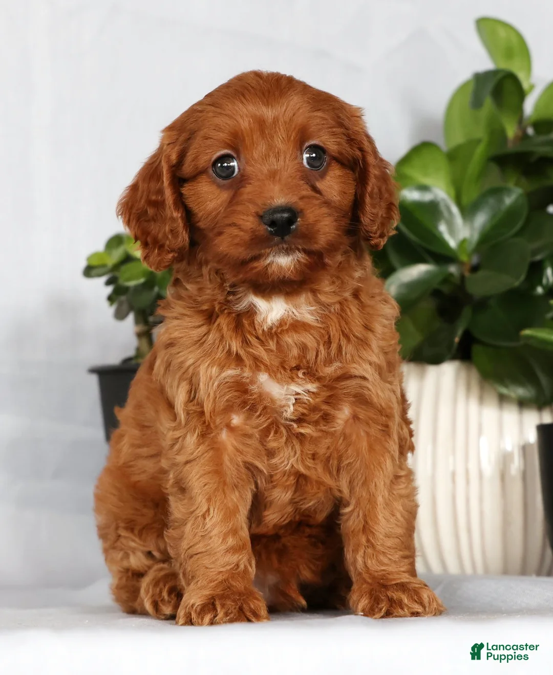 Cavapoo dogs for sale: Milo - Ad 3