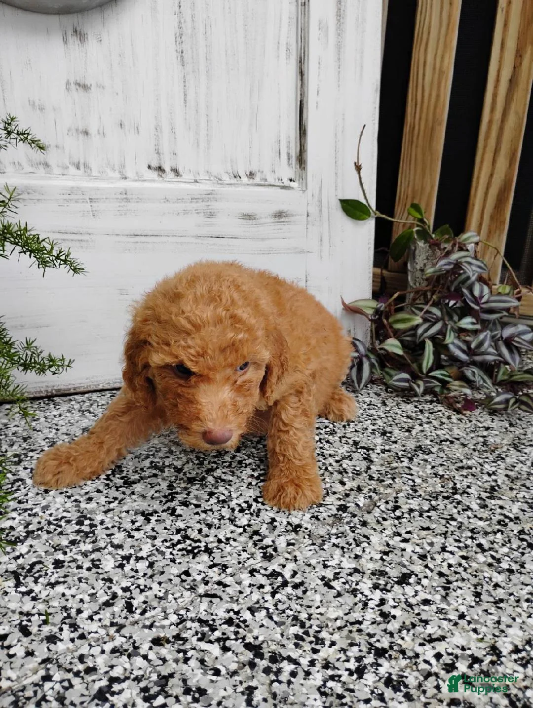 Mini Goldendoodle dogs for sale: Mini Goldendoodle 8 Lindsay - Ad 2