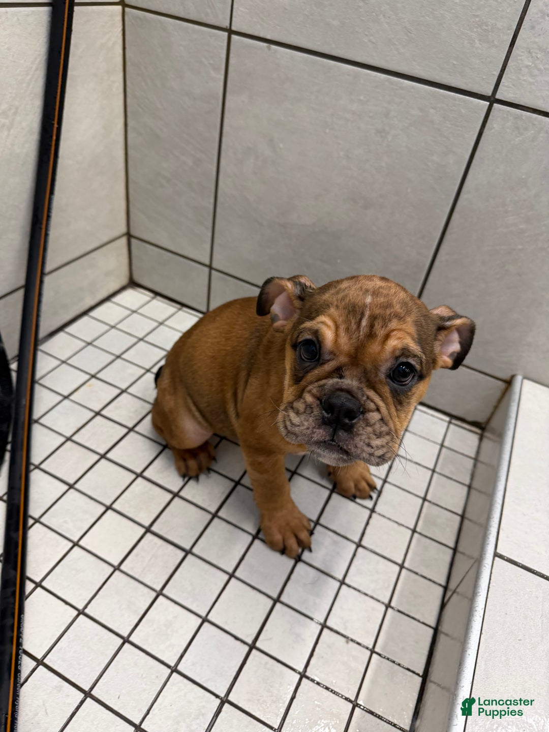 English Bulldog dogs for sale: Mocha - Ad 11