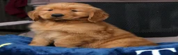 Golden Retriever dogs for sale: Tipper - Ad 6