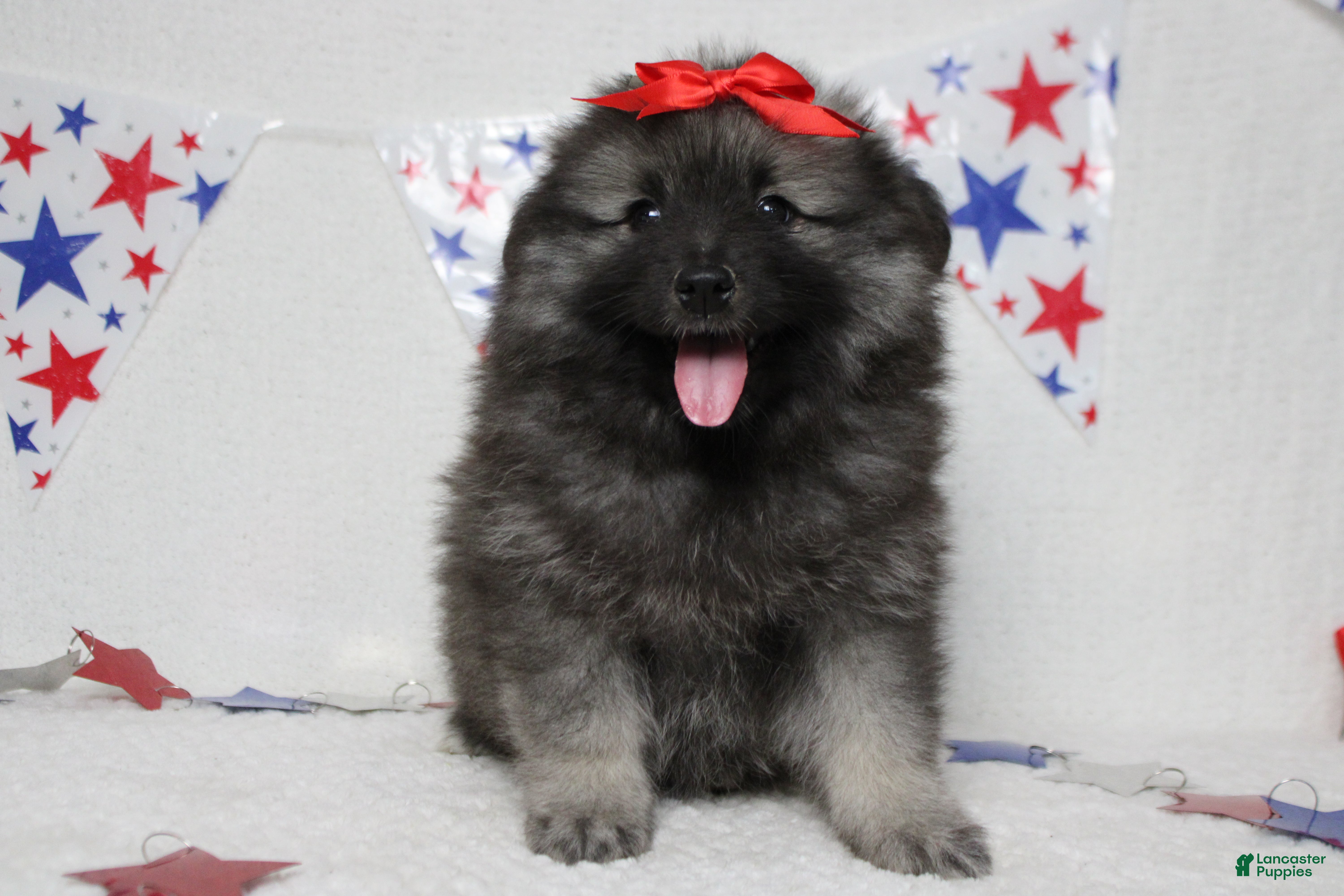 Keeshond dogs Anna - Ad 2