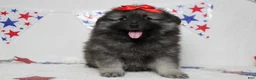 Keeshond dogs for sale: Anna - Ad 1