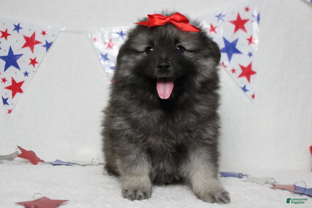 Keeshond dogs for sale: Anna - Ad 1