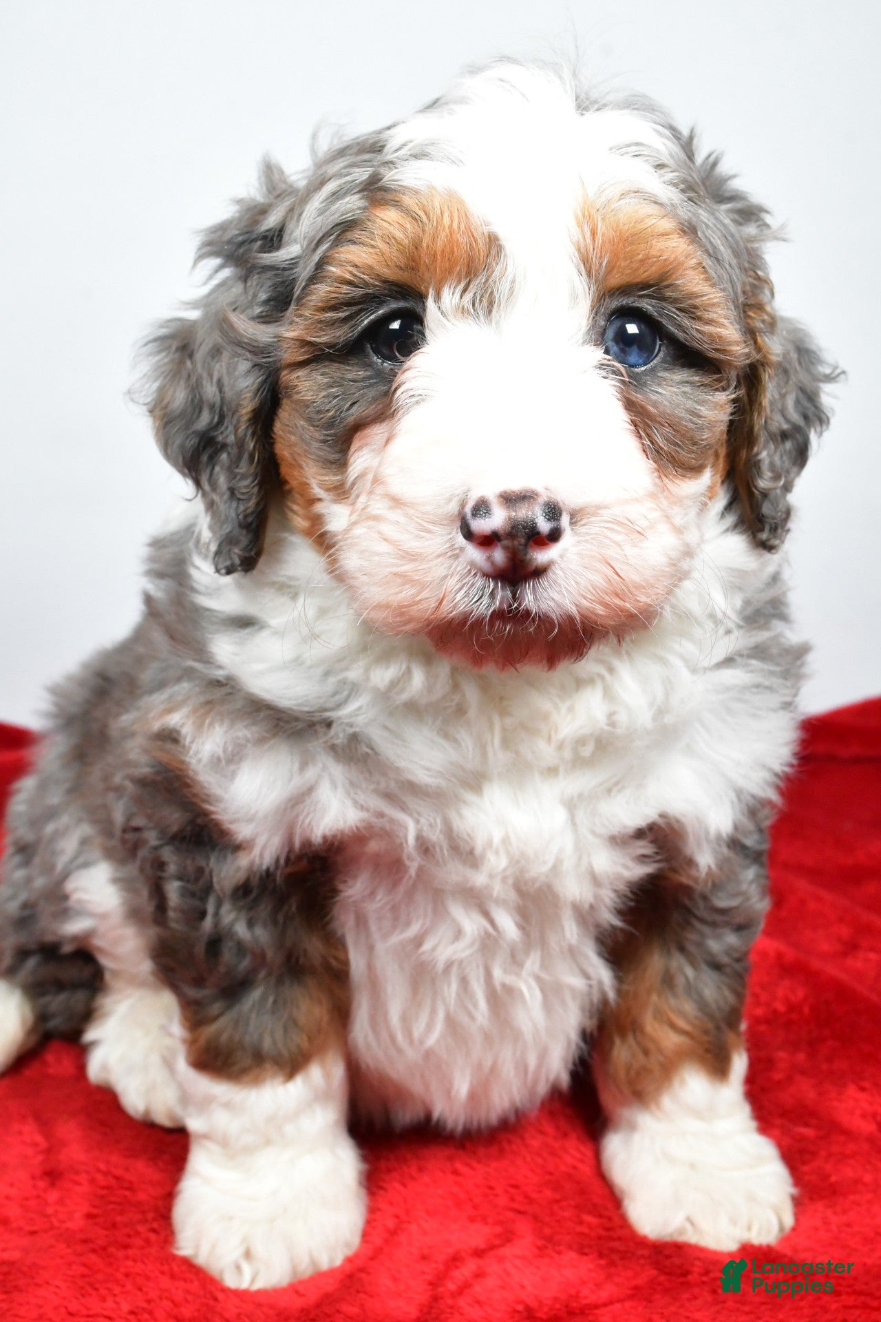 Mini Bernedoodle dogs lacey - Ad 19