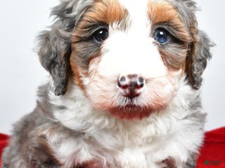 Mini Bernedoodle dogs lacey - Ad 21