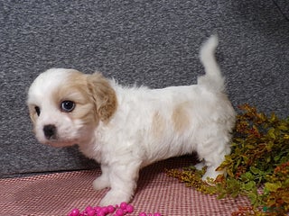 Cavachon dogs - Ad 7