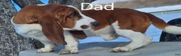 Basset Hound dogs for sale: Cuddles - Ad 6