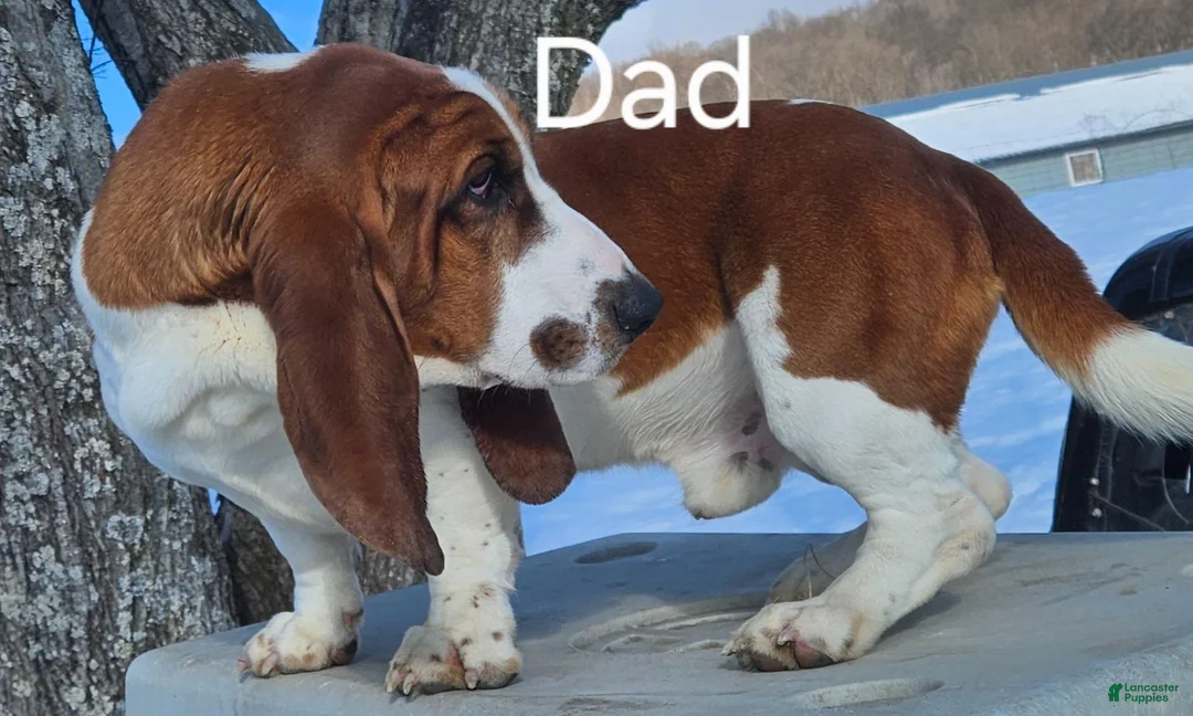 Basset Hound dogs for sale: Cuddles - Ad 6
