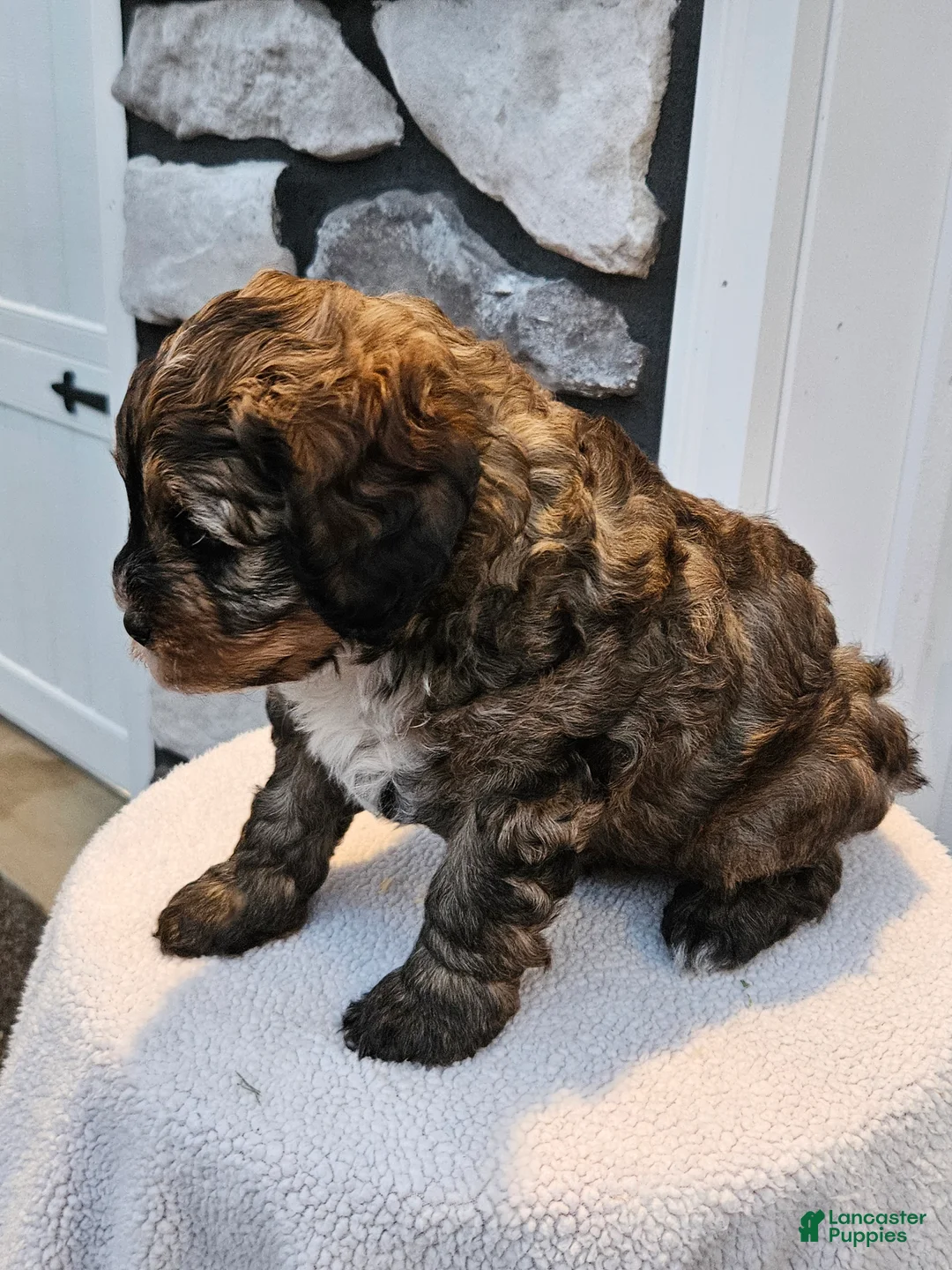 Mini Bernedoodle dogs for sale: Captain - Ad 2