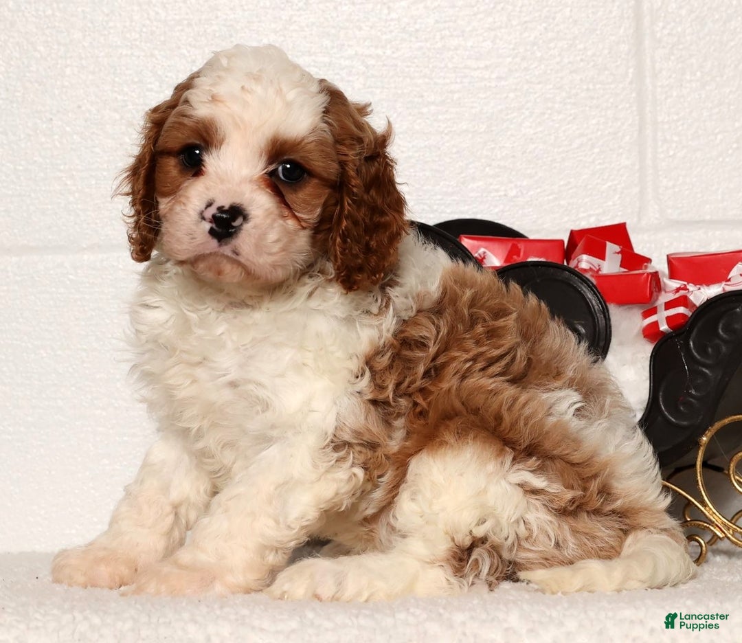 Cavapoo dogs for sale: Theodore - Ad 5
