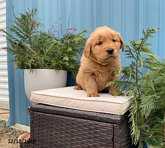Golden Retriever dogs Carla - Ad 20