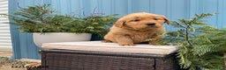 Golden Retriever dogs for sale: Carla - Ad 1