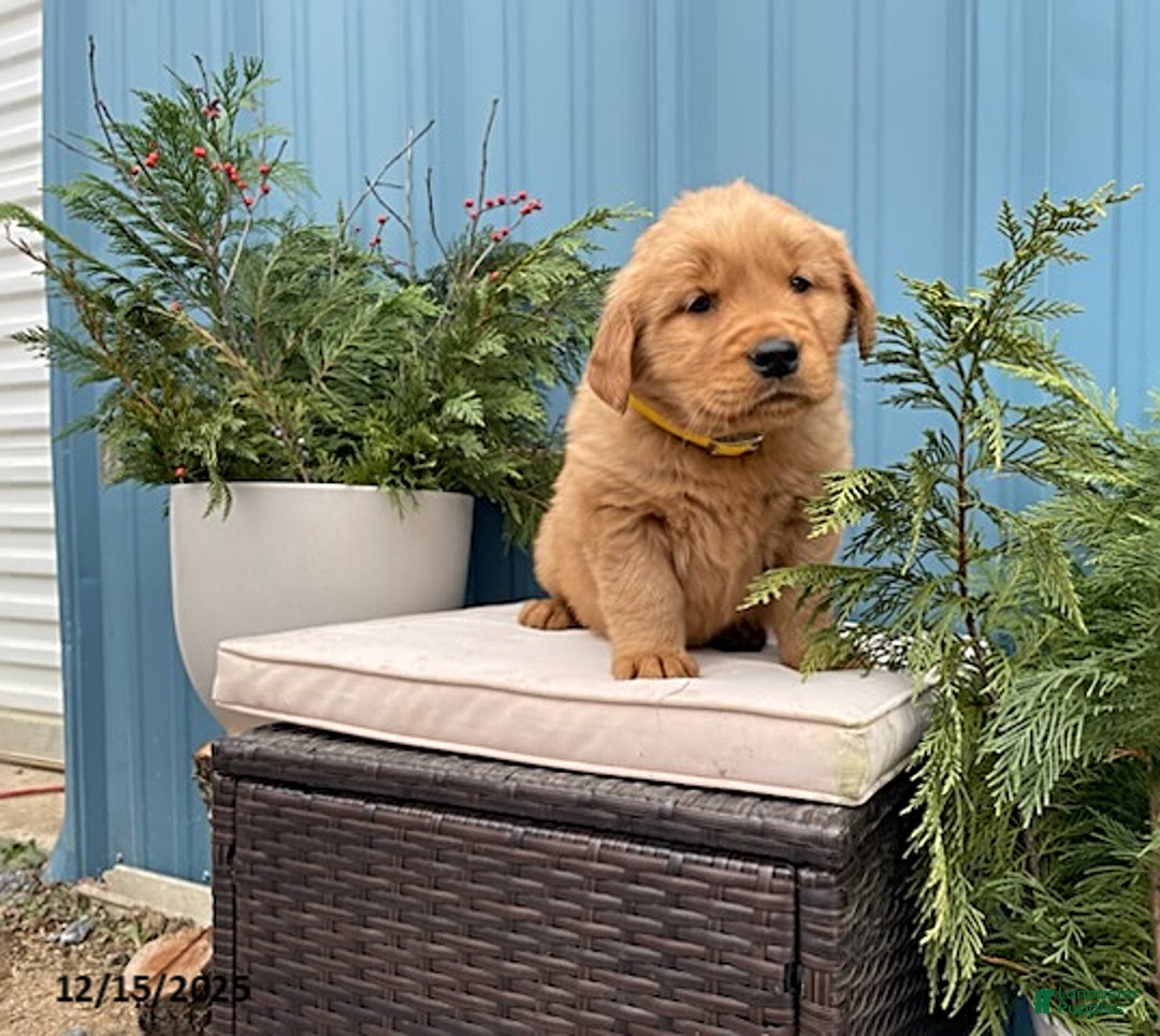 Golden Retriever dogs for sale: Carla - Ad 1