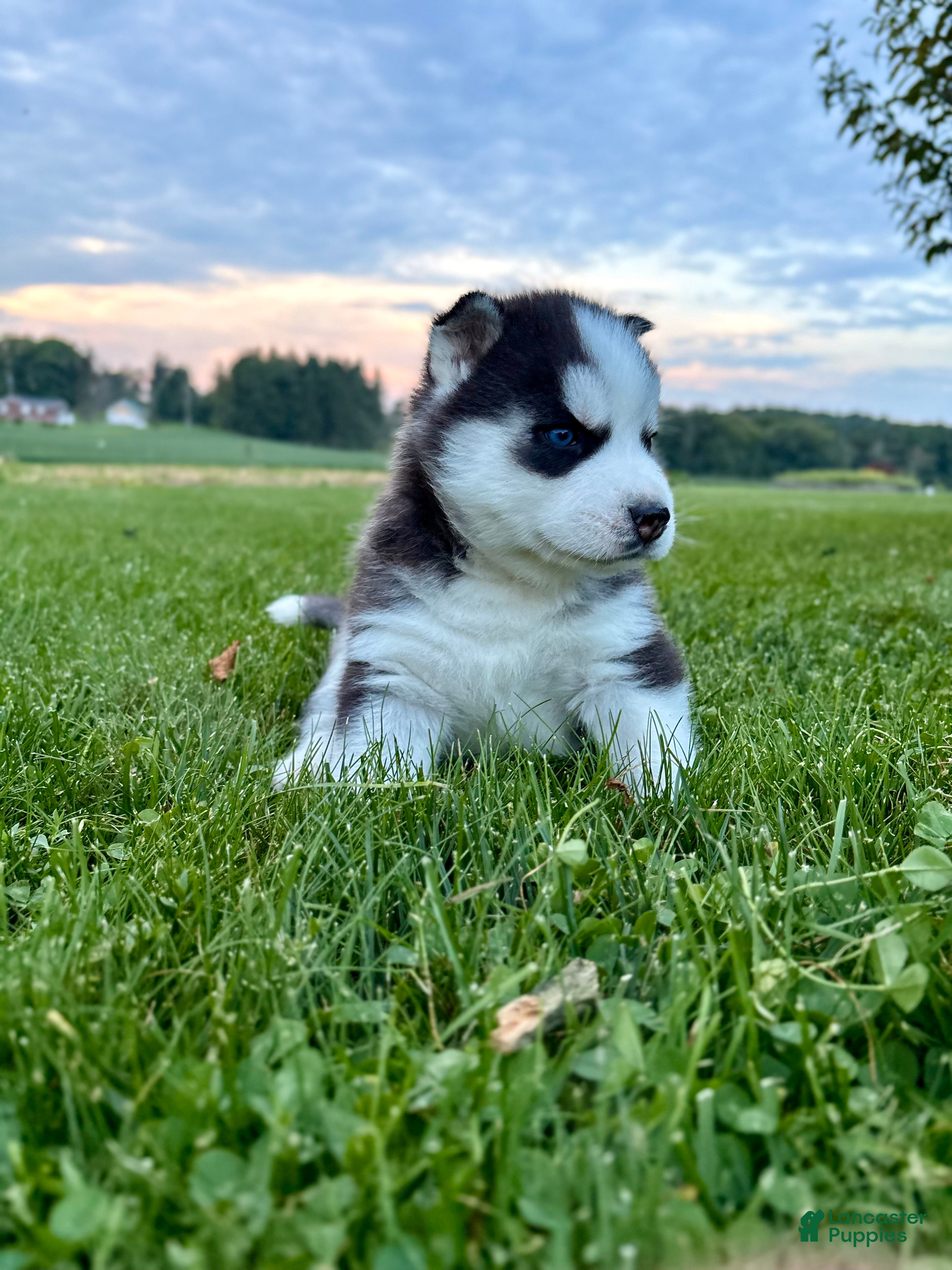 Siberian Husky dogs Bryce - Ad 2