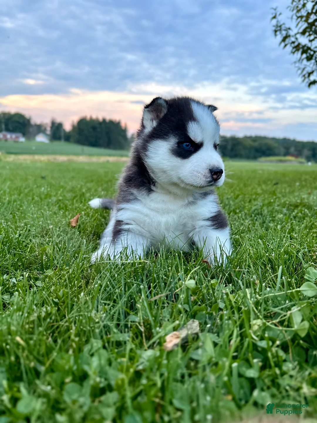 Siberian Husky dogs for sale: Bryce - Ad 2