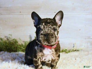French Bulldog dogs Ore - Ad 24