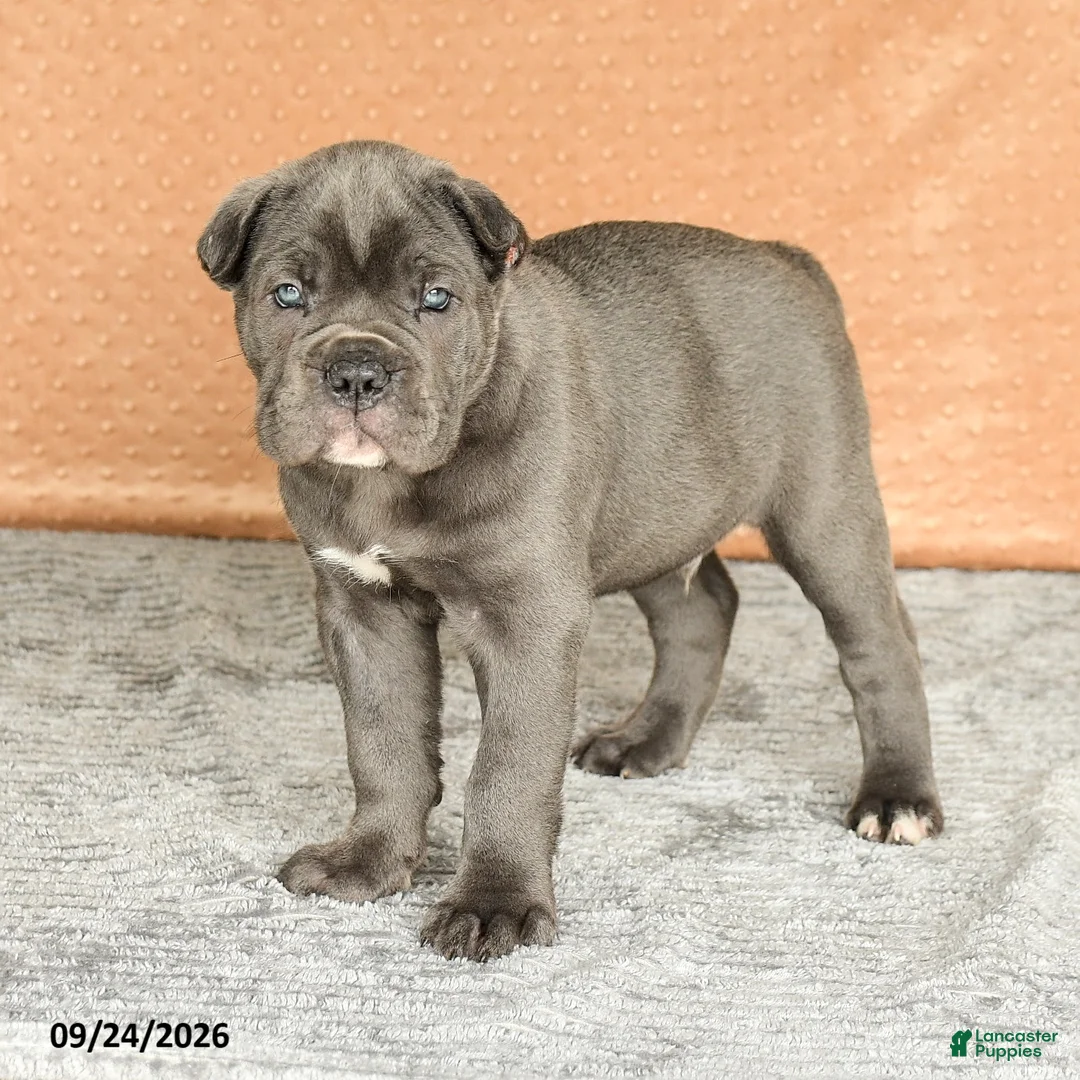 Cane Corso dogs for sale: Roman - Ad 2