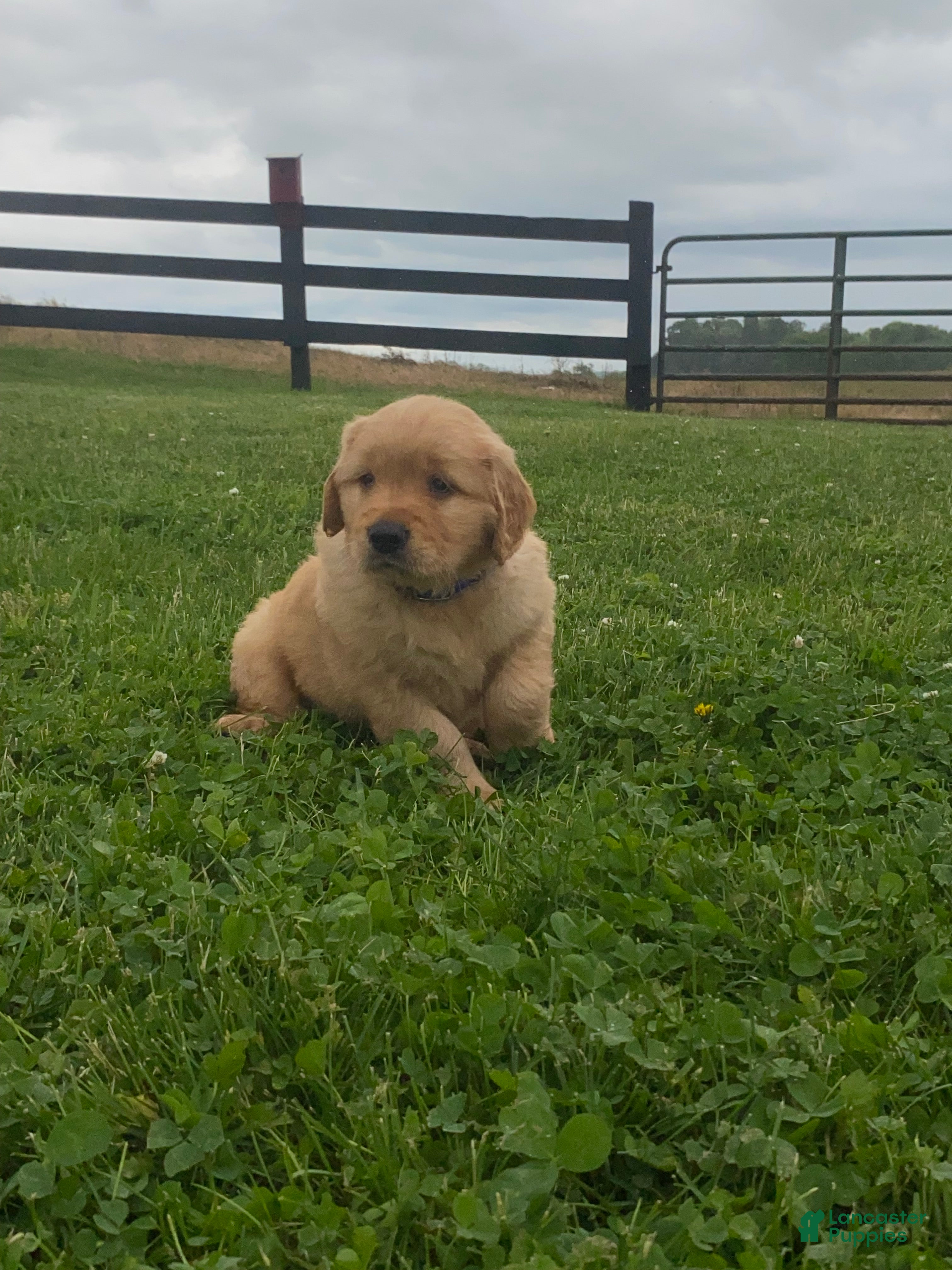 Golden Retriever dogs Golden Retriever Macho - Ad 1