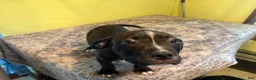 American Pit Bull Terrier dogs for sale: American Pit Bull Terrier 1 - Ad 10