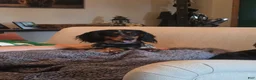 Dachshund dogs for sale: Dachshund 1 - Ad 2