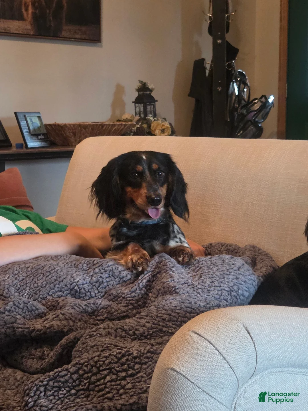 Dachshund dogs for sale: Dachshund 1 - Ad 2