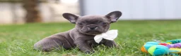 French Bulldog dogs for sale: Lexi - Ad 5
