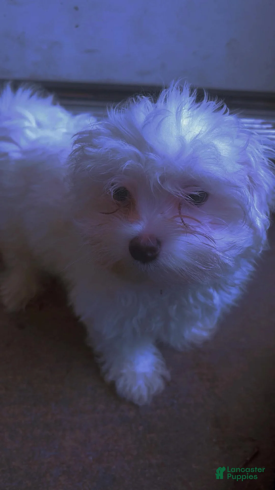 Maltese dogs for sale: Maltese Puppy 1 - Ad 2