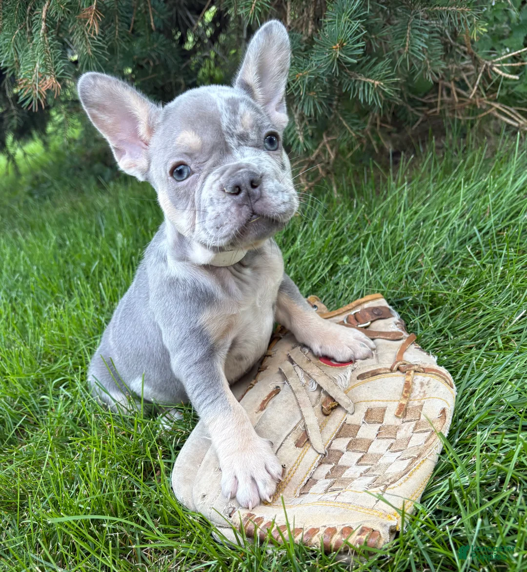 French Bulldog dogs for sale: Barbie - Ad 1