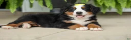 Bernese Mountain Dog dogs for sale: SAMSON - Ad 9